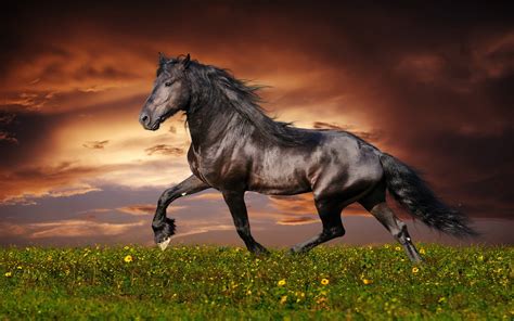 Horse Hd Wallpaper Background Image 1920x1200 Id428231