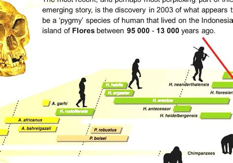 Human Evolution Timeline For Kids