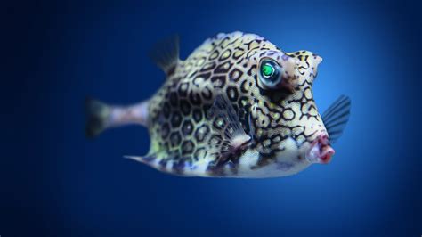 Wallpaper Boxfish Cowfish Atlantic Indian Pacific