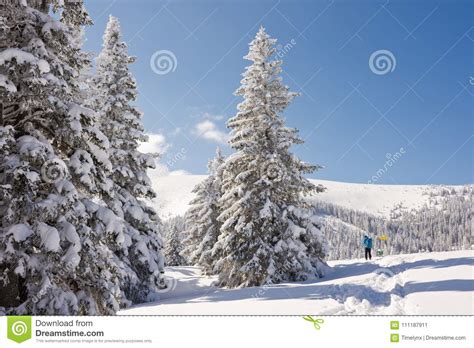 Snowy Winter Wonderland With Trees And Blue Sky Stock
