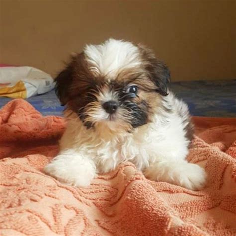 Shih Tzu Puppies For Sale | Norfolk, VA #276395 | Petzlover