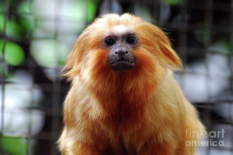Golden Marmoset Monkeys Face Up Close And Personal Photograph By
