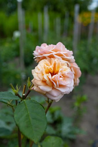 Orange Garden Roses In Natural Daylight Stock Photo Download Image
