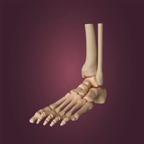Skeletal Foot 3d Model Cgtrader