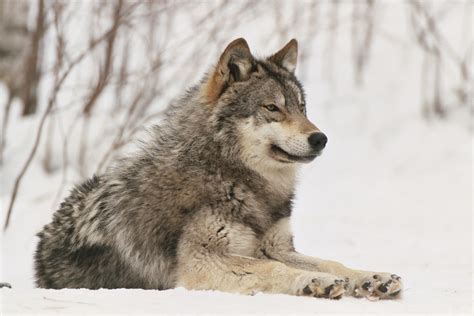 64 Gray Wolf Wallpapers