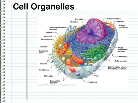 Cell Organelles Ppt Download