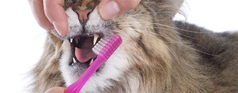 How To Brush Cat Teeth