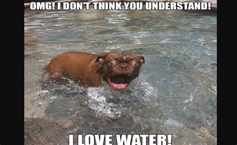 Dog Water Meme มันคืออะไร Xperimentalhamid