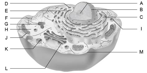We did not find results for: Cell Structure and Function Tests and Worksheets - All ...