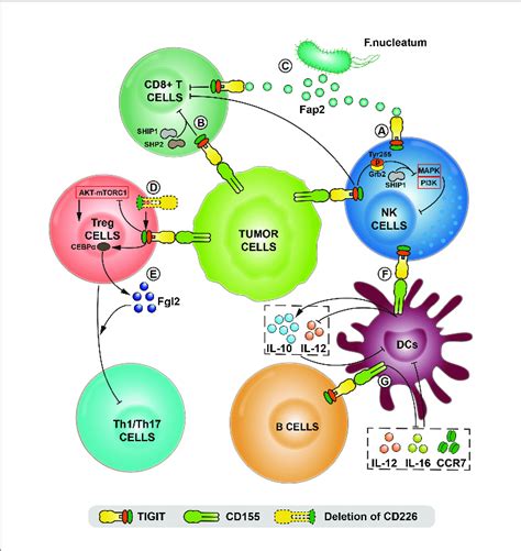 The Comprehensive Mechanisms Of Tigit Cd Axis Mediated In The