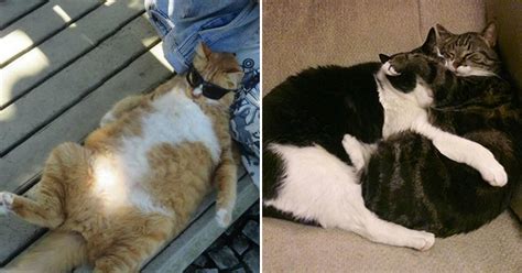25 Hilarious Photos Of Cats In A Food Coma If You Have A Cat You Know