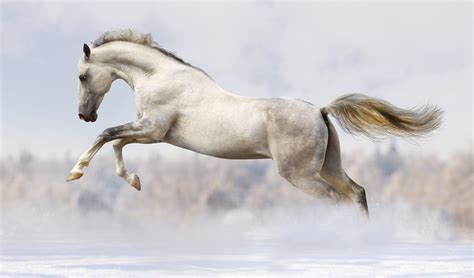 Horses Run White Animals Wallpapers Wallpapers Hd Desktop And