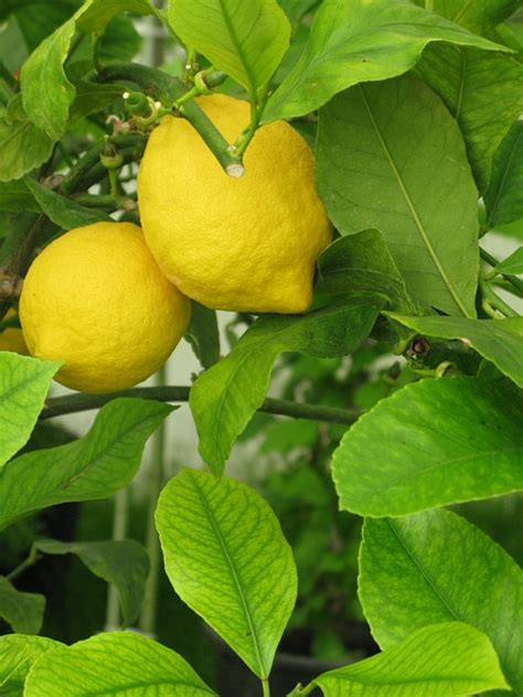 lemon lemonade tree free photo on pixabay