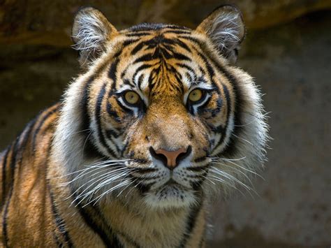 Save The Tiger 7 Saddening Facts About The Extinction Of Javan Tigers