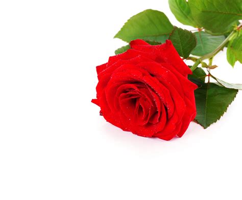 Red Roses On A White Background Free Stock Photo Public Domain Pictures