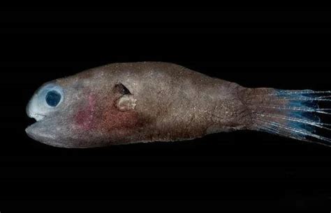 深海鮟鱇鱼：雄性困惑科学家百年，交配后成雌性身体的一部分雄鱼