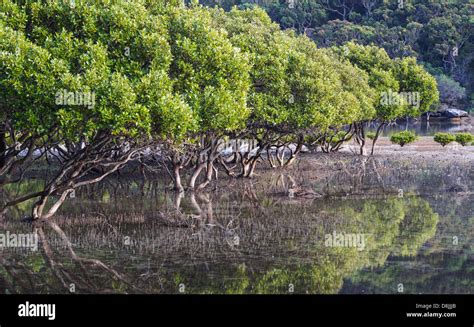 grey mangroves avicennia marina in an estuary near bonnie vale in the royal national park