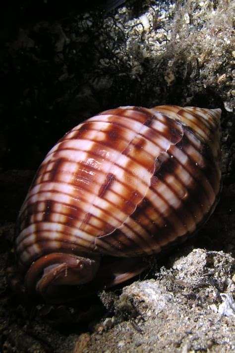 Marine Snail Stock Image Image Of Mediterranean Life 4982065