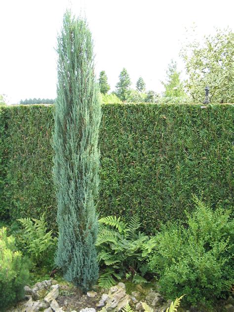 Juniperus Scopulorum Blue Arrow Jeneverbes De Tuinen Van Appeltern