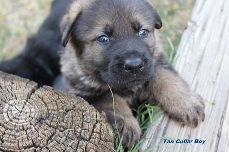Join millions of people using oodle to find full blood german shepherd puppy. German Shepherd Puppies AKC / DNA / OFA / DM Health Tested ...