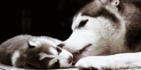 White Wolf 15 Cute Husky Puppy Pictures Are Going To Make Your Day