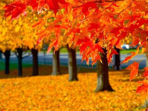 Trees With Orange And Yellow Leaves In The Fall