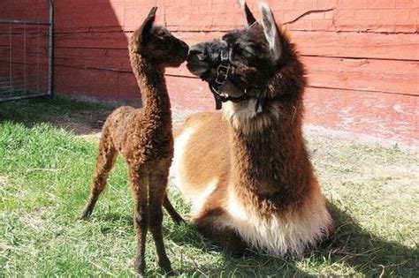 If you know anything about camels or llamas, you probably just cringed at the thought of a male camel, which is about 6 times the size of a llama, breeding with a small female llama. One method to detect if a female llama is pregnant that is ...