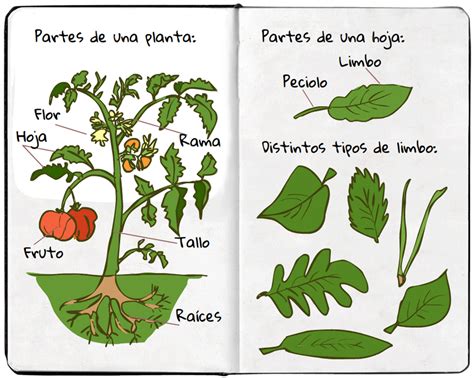 La Planta Y Sus Partes Para Segundo De Primaria Ficha