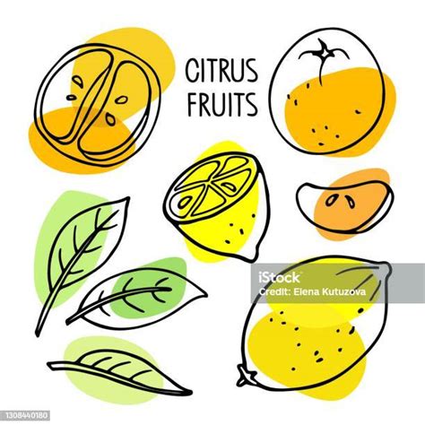 Lemont Et Mandarine Frui Avec Collection De Feuilles Croquis Dessiné À