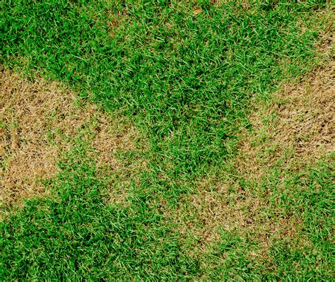 Common Lawn Pests That Damage Texas Lawns Gro Lawn
