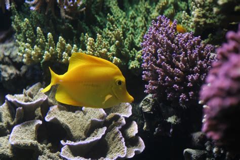 Коралловые Рыбки Фото Telegraph