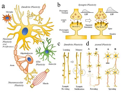 Changes In Cellular Structures Related To Neuroplasticity 2a