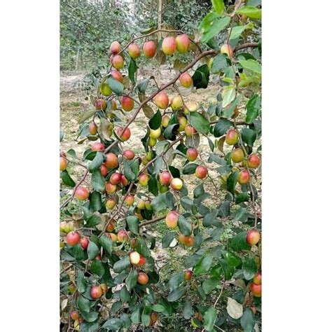 Well Watered Kashmiri Apple Ber Plant For Garden At Rs 30piece In North 24 Parganas