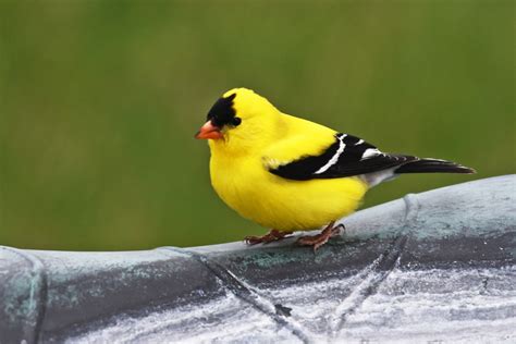 American Goldfinch Free Stock Photo Public Domain Pictures