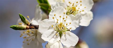 Others think love can be measured in bunches of flowers, or by using the words 'for ever.' but love can only truly be measured by actions. What are Bach flower remedies? | Office for Science and ...