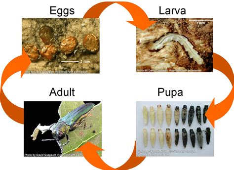These larvae construct tunnels in terminal shoots, branches, trunks and roots of woody plants of all sizes. Protecting your Trees from Emerald Ash Borer | Cherokee ...