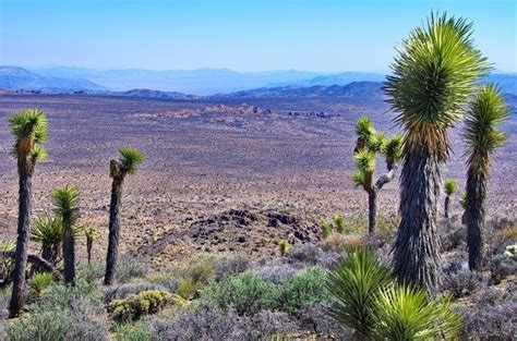 Joshua Trees Grow Only In The Mojave Desert See Them On The Ryan