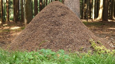 Waldameisen sind etwas größer als andere ameisen. Ameisen - Lebensweise, Körperbau und Fortpflanzung