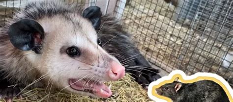 Rat Vs Possum 12 Ways To Tell The Difference