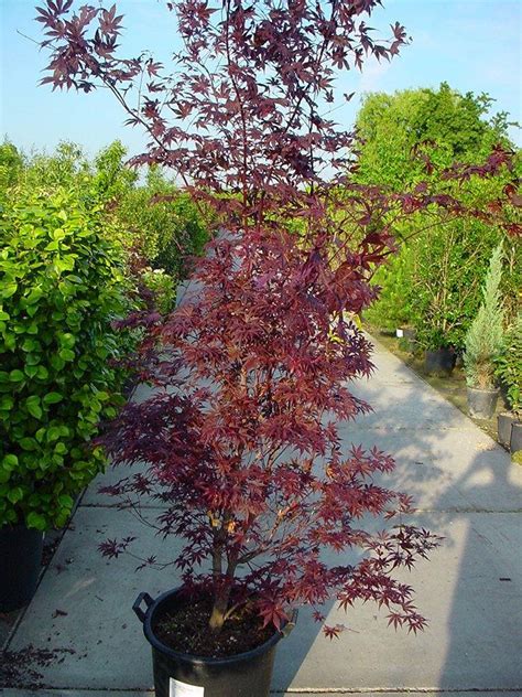 Fast delivery, safe ship warranty! Acer palmatum Atropurpureum kopen kwekerij Boskoops.nl ...