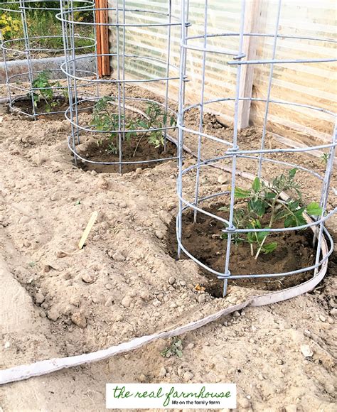 3 Things You Need To Know About Growing Tomatoes That Nobody Ever Tells