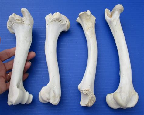 4 Whitetail Deer Leg Bones For Sale For 500 Each