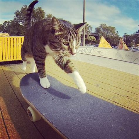 Didga The Skateboarding Cat Wows The Kids At The Local