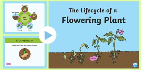 Life Cycle Of A Plant Ks1 Powerpoint Science Resource