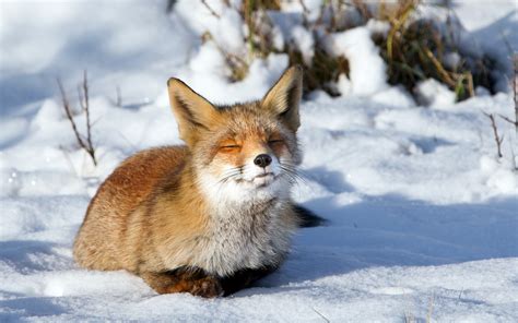 Download the latest version of the top software, games, programs and apps in 2021. fox beautiful desktop download - HD Desktop Wallpapers | 4k HD