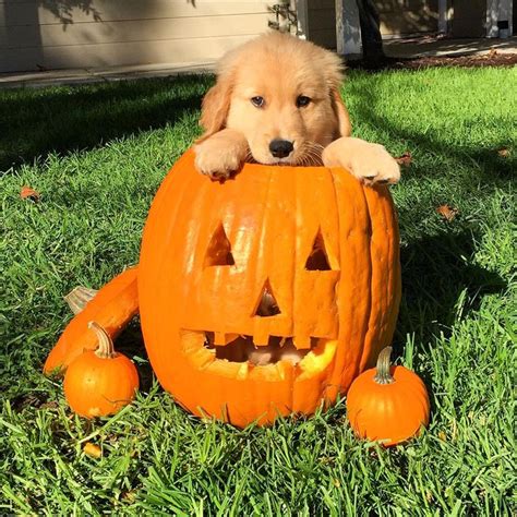 Pumpkin Halloween Costume For Dogs Hallowen Days
