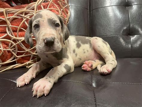 Akc Blue Harlequin Male Great Dane From Champion Bloodlines Is Looking