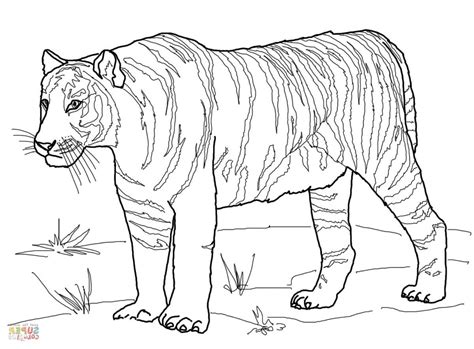 Tiger Coloring Pages Realistic At Getcolorings Com Free Printable