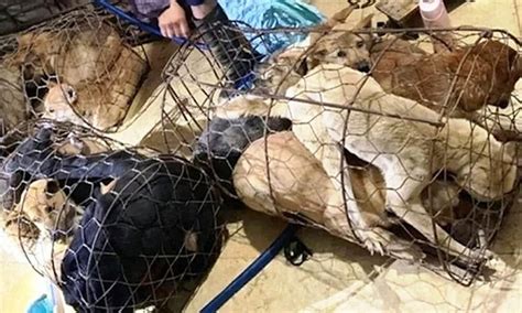 Petition Justice For 40 Dogs Stolen By Criminal Gang In Vietnam
