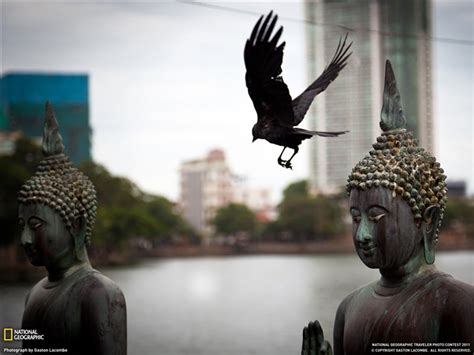 Buddhas And Bird Sri Lanka National Geographic Travel